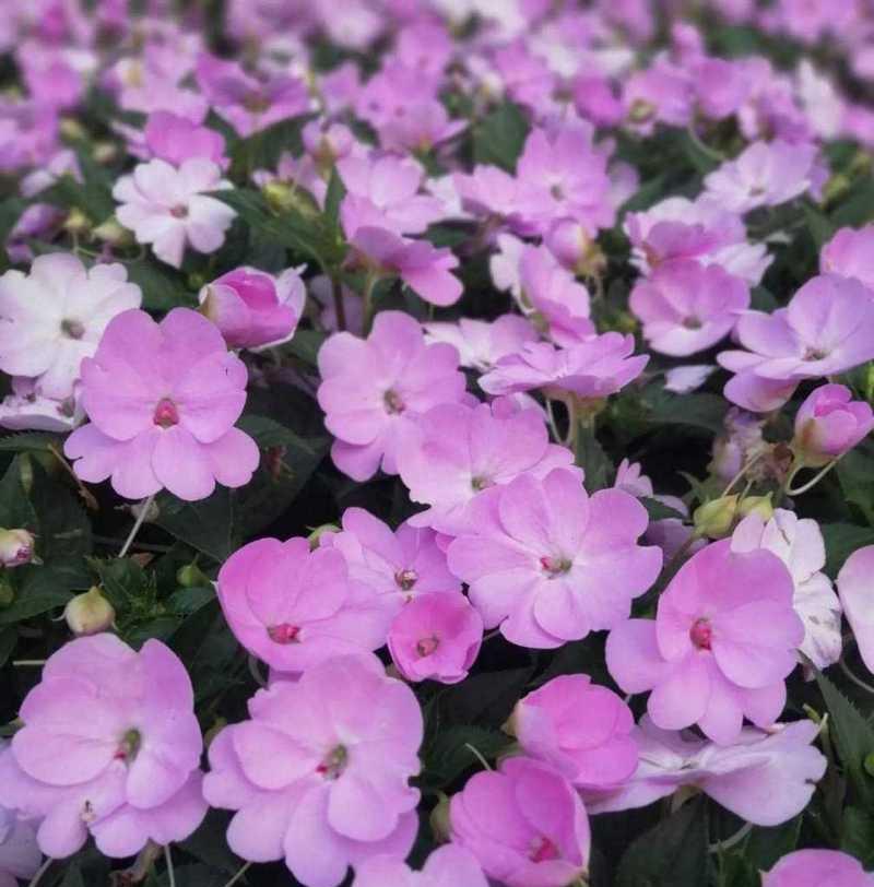 紫色凤仙花花语是什么？紫色凤仙花在花语中代表什么？