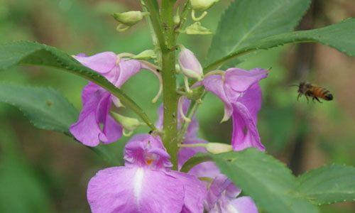 紫色凤仙花花语是什么？紫色凤仙花在花语中代表什么？