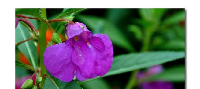 紫色凤仙花花语是什么？紫色凤仙花在花语中代表什么？