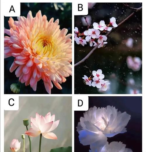 哪种花代表过去的回忆？
