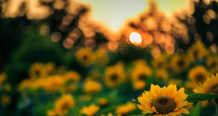 灿烂阳光的花语代表什么？花语中灿烂阳光有何寓意？