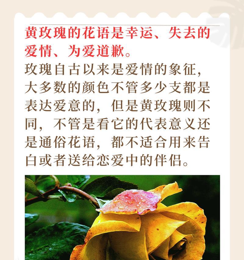 漾漾玫瑰花语代表什么含义？