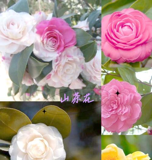 滇山茶花的花语和寓意有何深意？