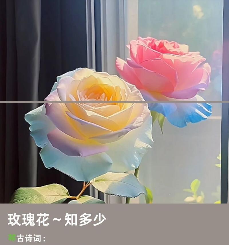 玫瑰花的花语代表什么？好的玫瑰花有何含义？