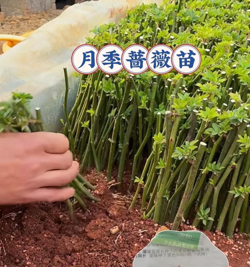 花语表情包蔷薇是什么？蔷薇表情包的花语含义是什么？