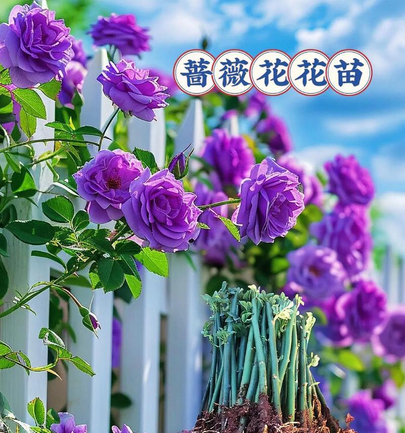 花语表情包蔷薇是什么？蔷薇表情包的花语含义是什么？