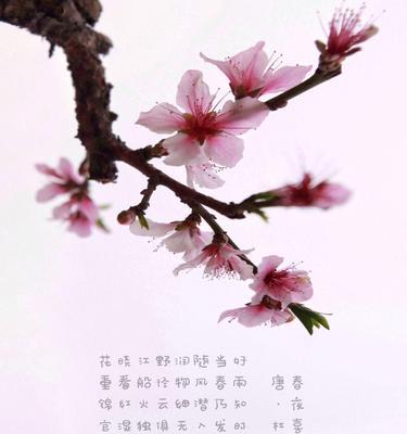 桃花的花语有哪些？长寿之花的花语有何寓意？