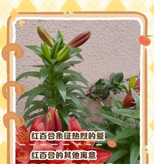 辉花的花语和象征意义是什么？它代表了哪些寓意？