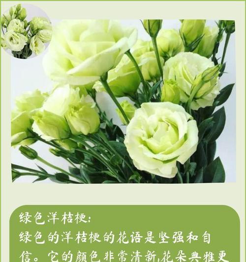 辉花的花语和象征意义是什么？它代表了哪些寓意？