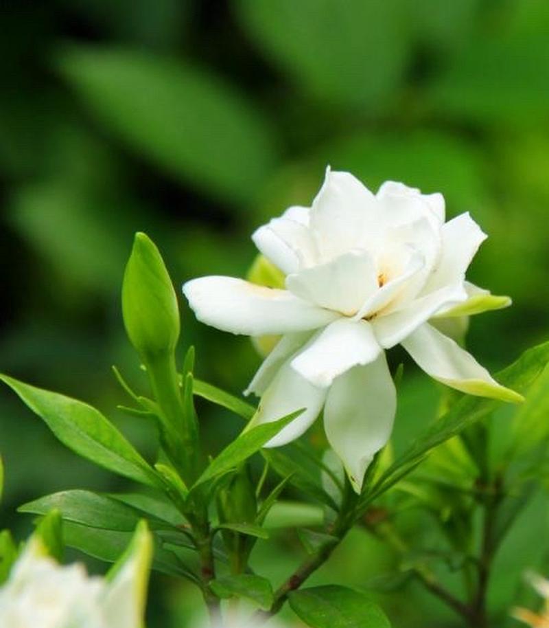 栀子花木兰的花语是什么？栀子花和木兰在花语中代表什么？