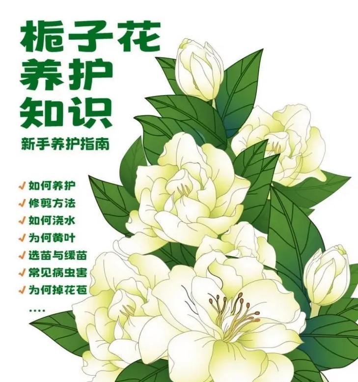 栀子花木兰的花语是什么？栀子花和木兰在花语中代表什么？