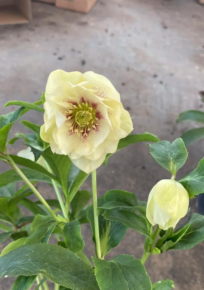 铁筷子的花语含义有哪些？