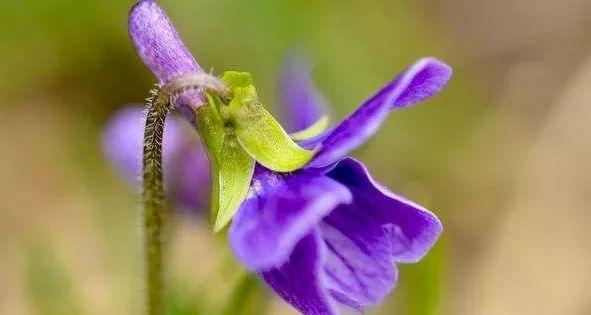 玫瑰花沐浴球的花语有何特别？它象征着什么？