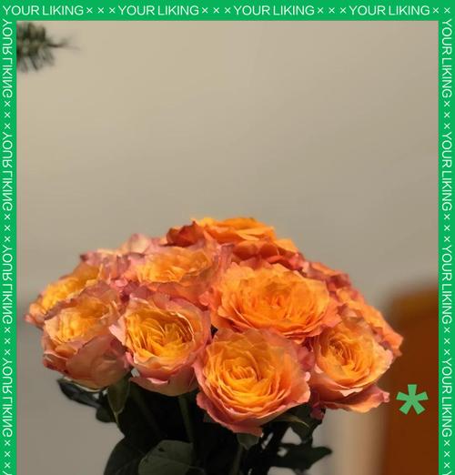 哪种花代表被束缚的爱？花语含义是什么？
