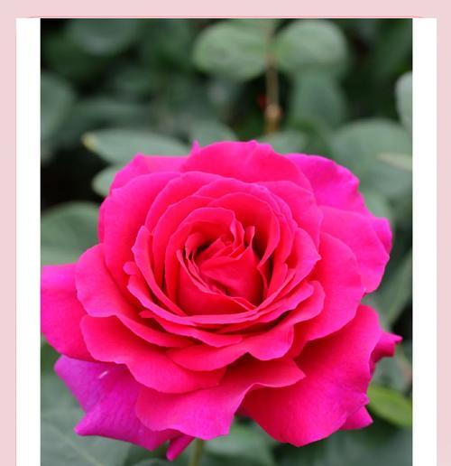 甜香花的花语代表了什么含义？