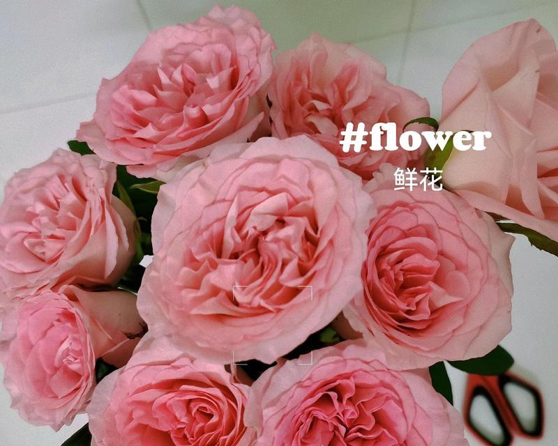 甜香花的花语代表了什么含义？