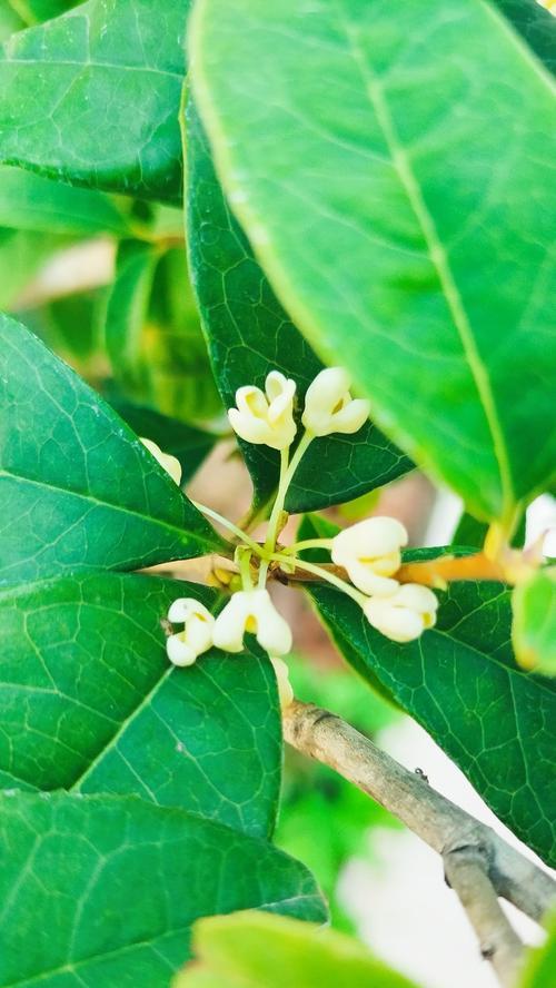 什么花语代表着会再见面？如何通过花语表达重逢的希望？