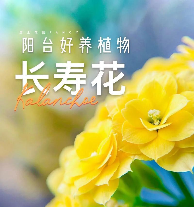 校园花语的美好寓意是什么？