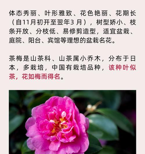 山茶花束的花语有哪些美好的寓意？
