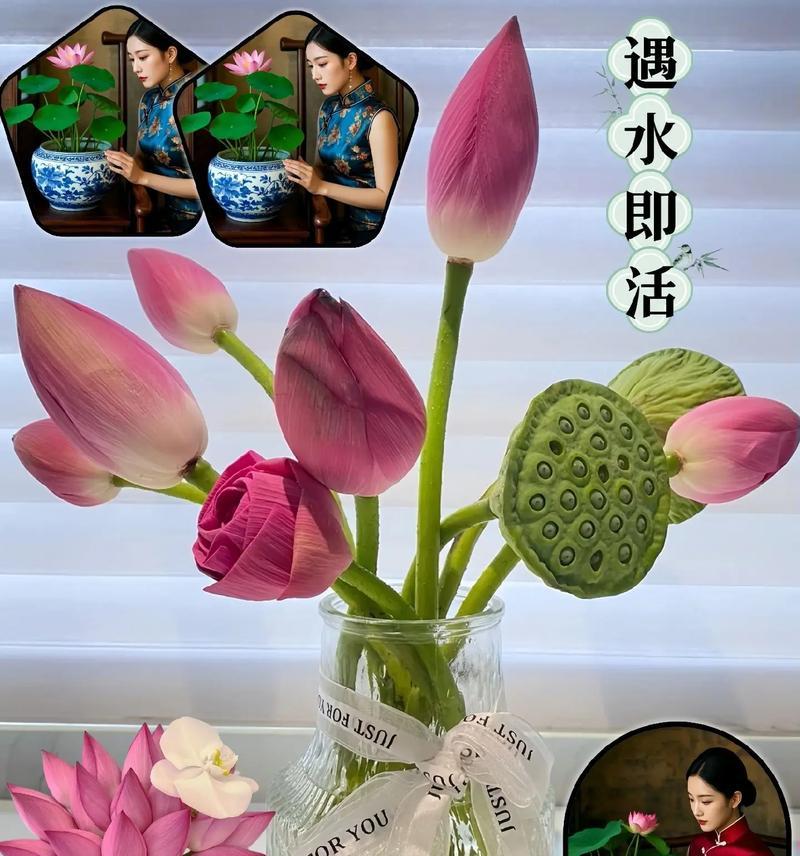 粉碗花的花语代表什么？如何用粉碗花传递情感？