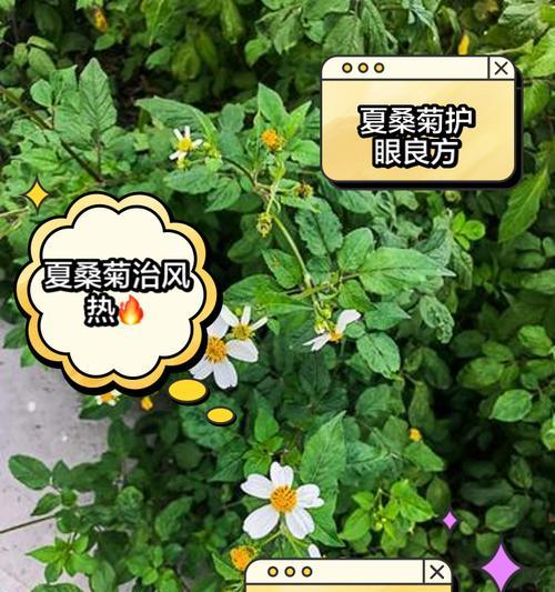 夏菊的花语和寓意有哪些？