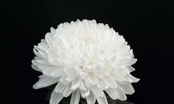 夏菊的花语和寓意有哪些？