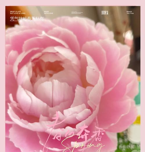 高冷花语有哪些？它们各自传达了什么信息？