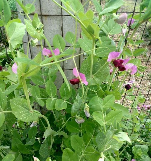 豌豆尖花束代表了什么情感？