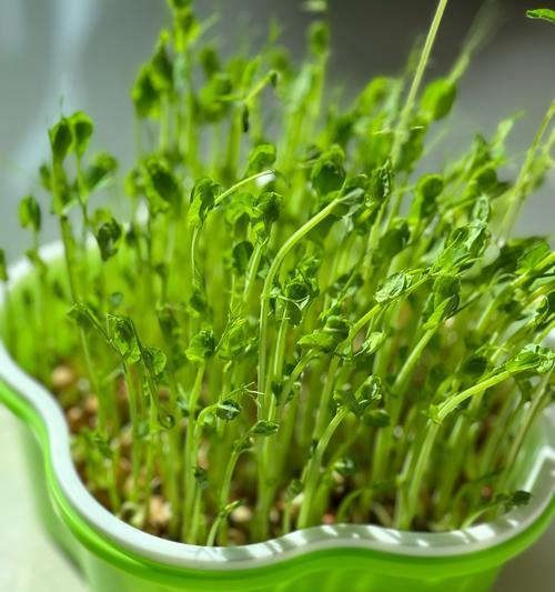 豌豆尖花束代表了什么情感？