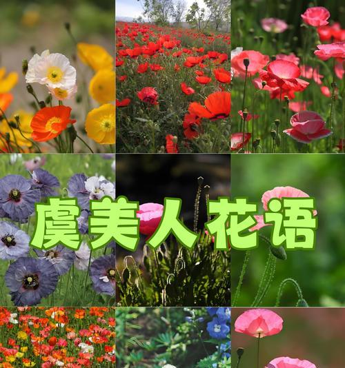 哪种花语预示着美好爱情的到来？