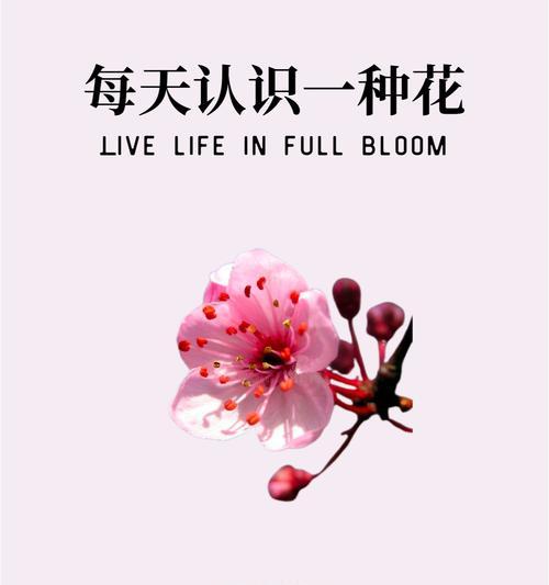 哪种花语预示着美好爱情的到来？