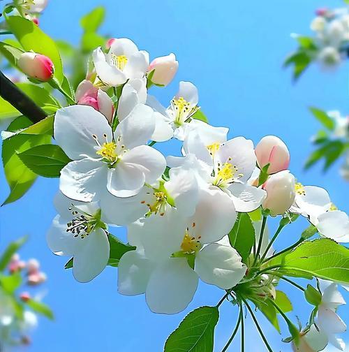 花语碎念结局是什么？浪漫幸福的花语又代表什么？