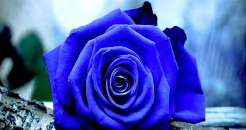 花语碎念结局是什么？浪漫幸福的花语又代表什么？