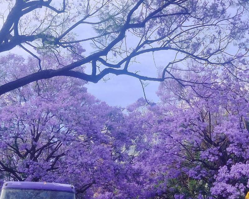蓝花楹的花语寓意是什么？它通常象征着什么？