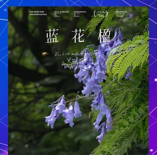 蓝花楹的花语寓意是什么？它通常象征着什么？