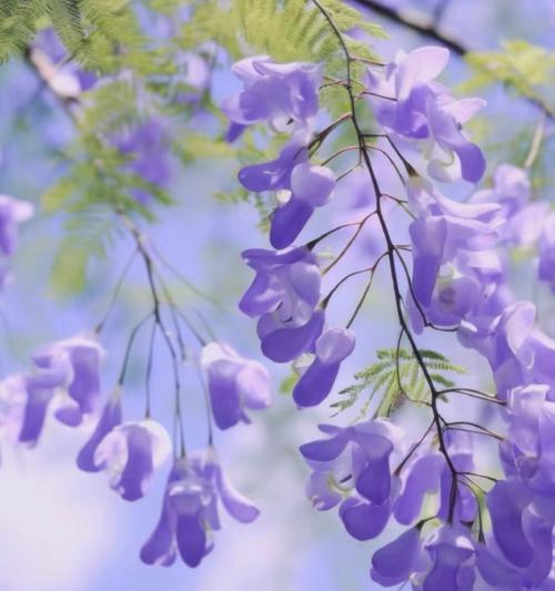 蓝花楹的花语寓意是什么？它通常象征着什么？