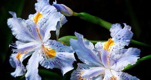 暖色调的花代表什么情感？它们的花语是什么？