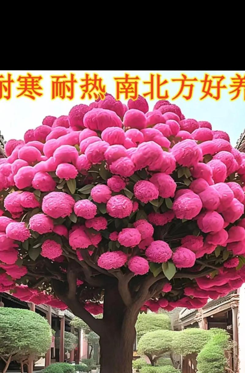 琉苏花的花语有哪些特别之处？