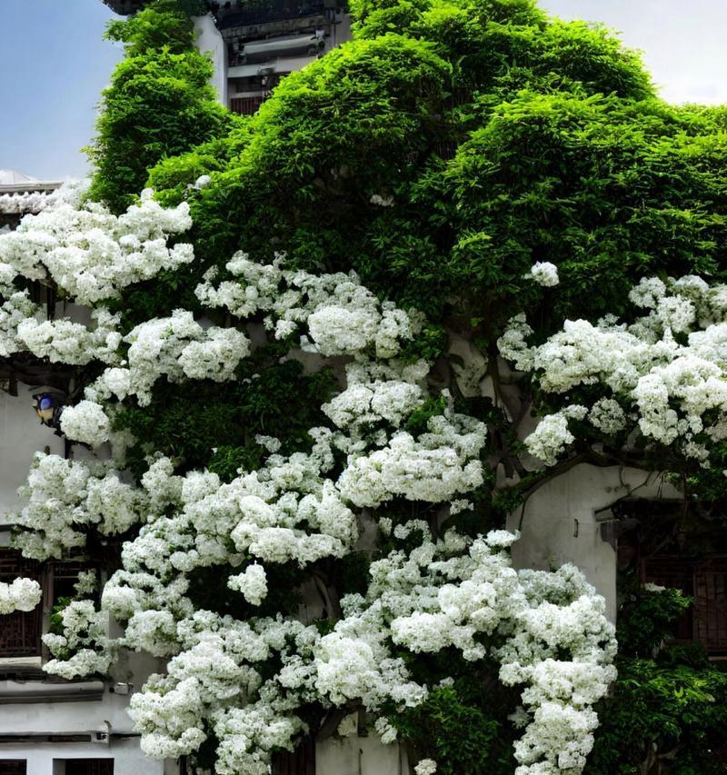 琉苏花的花语有哪些特别之处？