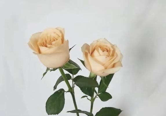 八朵香槟玫瑰的花语是什么？它们的寓意有何特别之处？