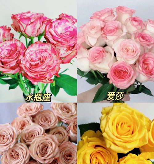 病友送什么玫瑰花？哪种颜色的玫瑰花代表健康？
