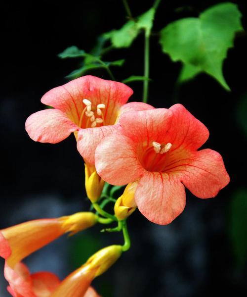 花与花搭配的花语是什么呢？不同花搭配的含义是什么？