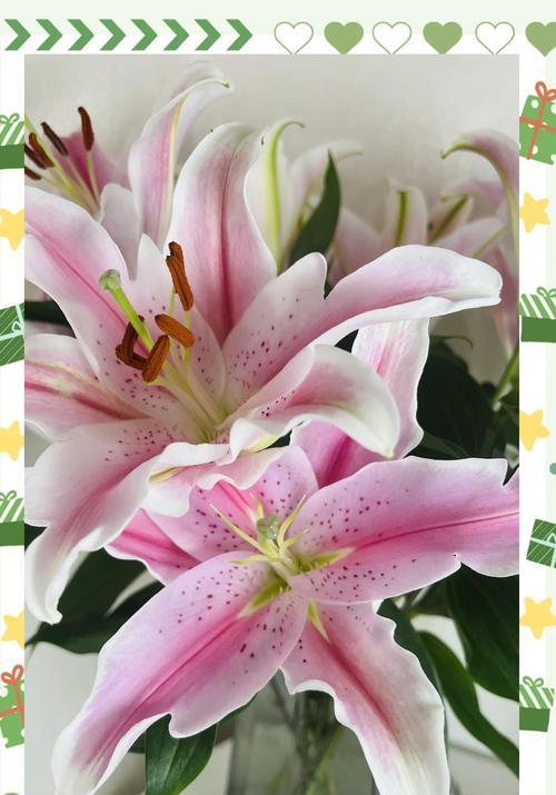 喇叭百合的寓意和花语有何深意？如何使用？