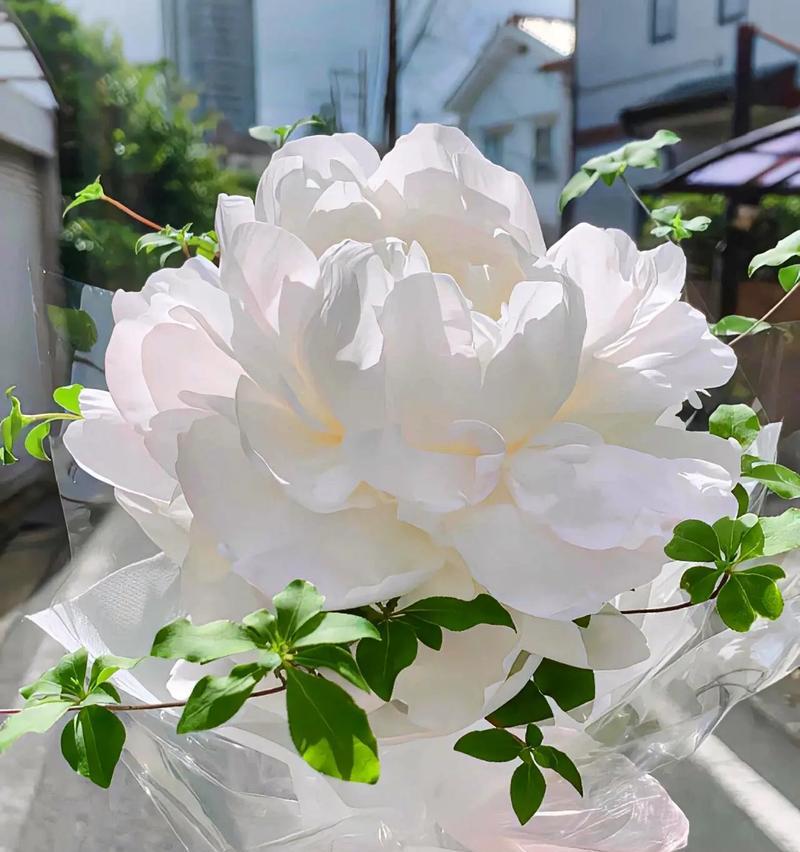 “千万人中我只选你”的花语是什么？哪种花代表这个意义？