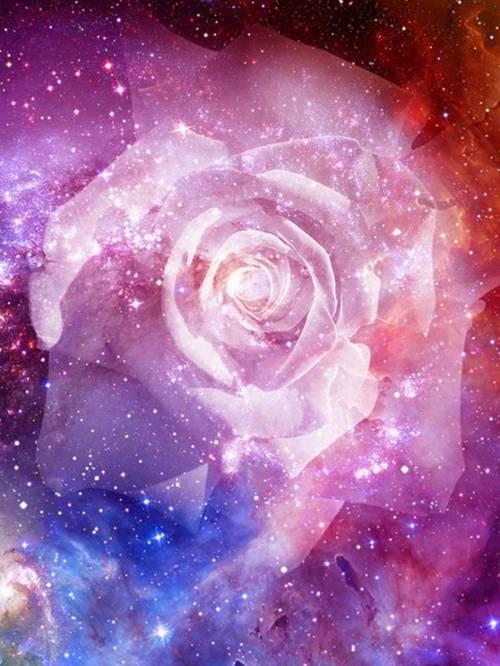 星空玫瑰传递了怎样的信息？