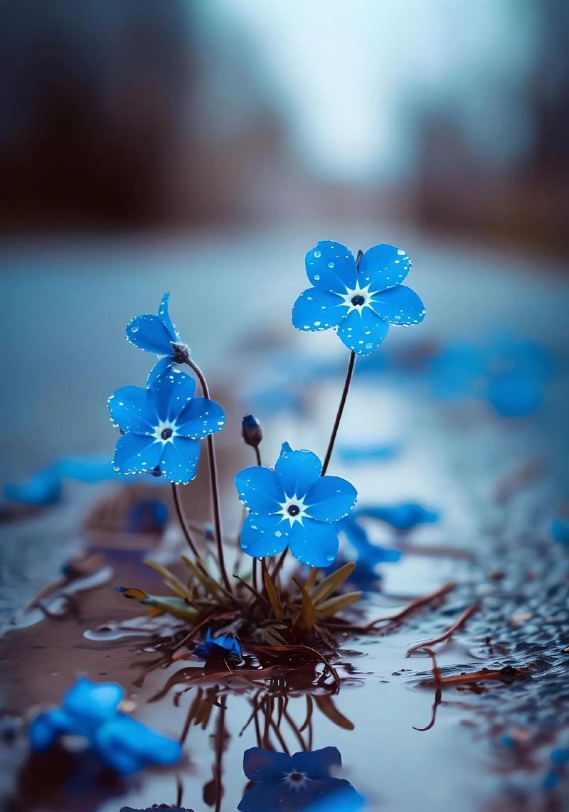 哪种花的花语代表坚强？坚强的花语有哪些？