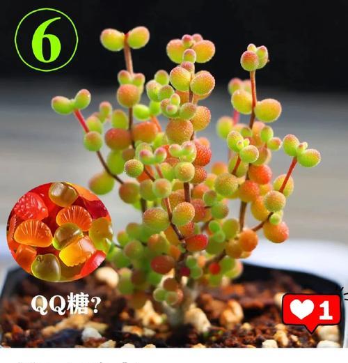 哪种花的花语代表坚强？坚强的花语有哪些？