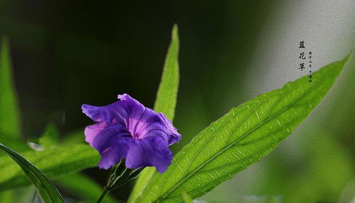 “这可爱的奇葩”花语代表什么？