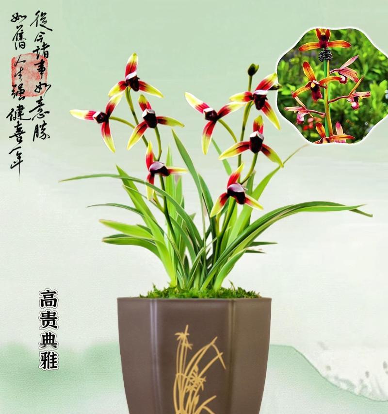 金兰花的花语和寓意有哪些？