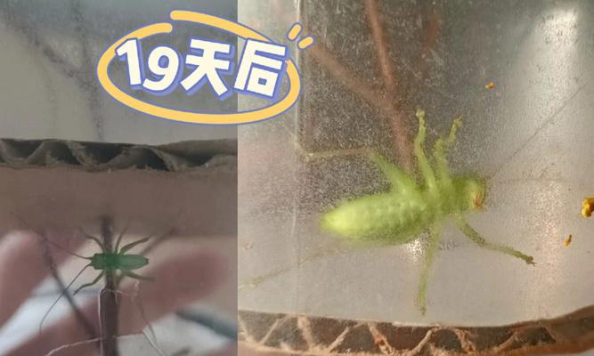 寻找蝈蝈的花语和寓意是什么？蝈蝈的花语有哪些？